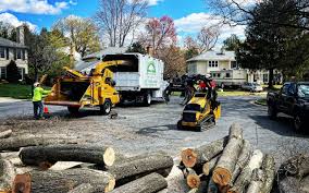 Professional  Tree Services in Andrews Af, MD