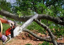 Best Stump Grinding and Removal  in Andrews Af, MD