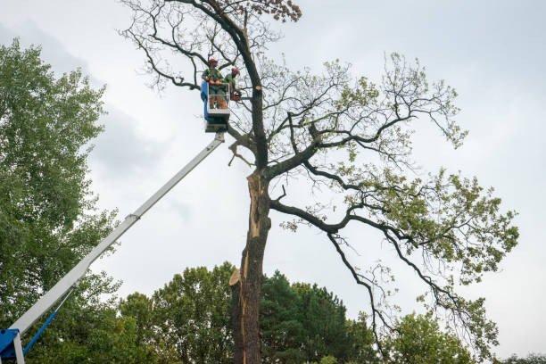 Best Tree Disease Treatment  in Andrews Af, MD