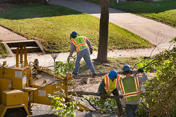  Andrews Af, MD Tree Services Pros