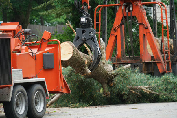 Best Tree Mulching Services  in Andrews Af, MD